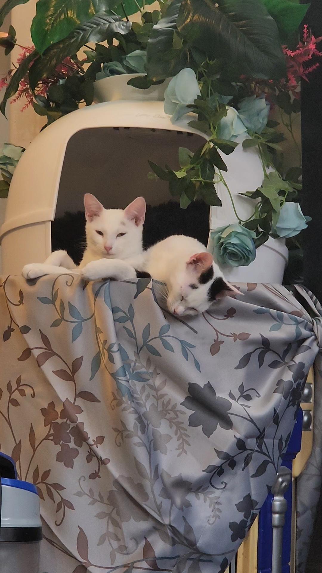 Enlarge Ashley HomeStores and Ethan Allen, a Adoptable Domestic Short Hair in Brooklyn, NY image 4/5