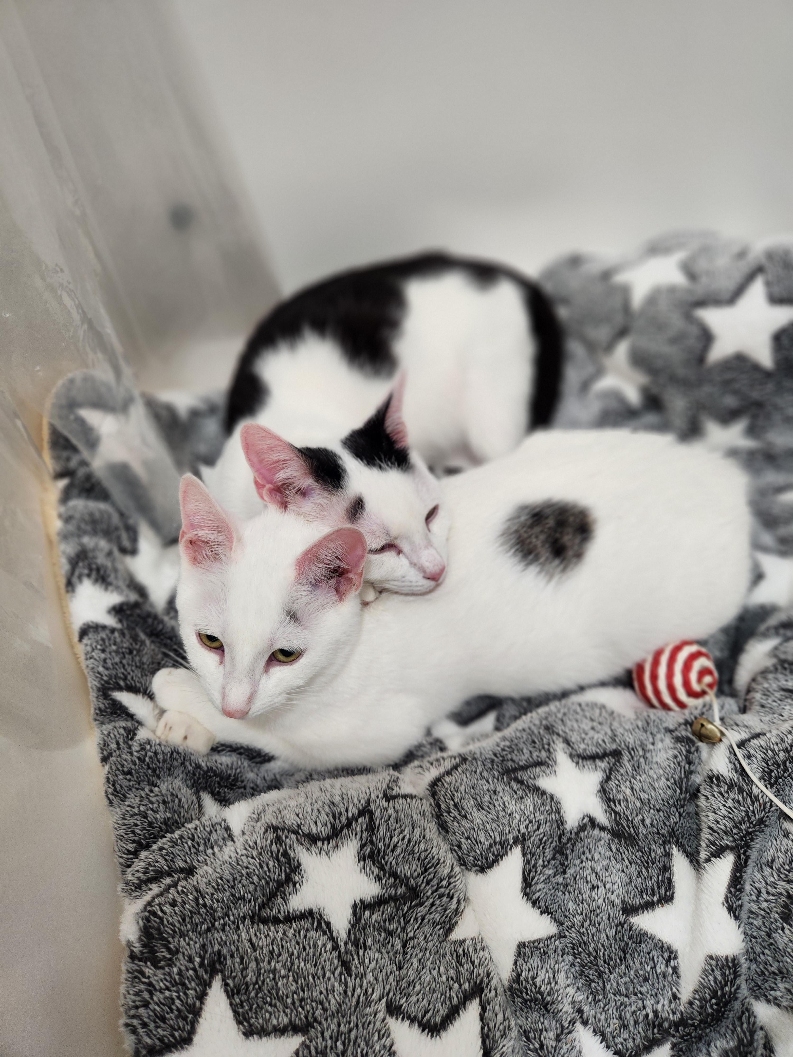 Enlarge Ashley HomeStores and Ethan Allen, a Adoptable Domestic Short Hair in Brooklyn, NY image 5/5