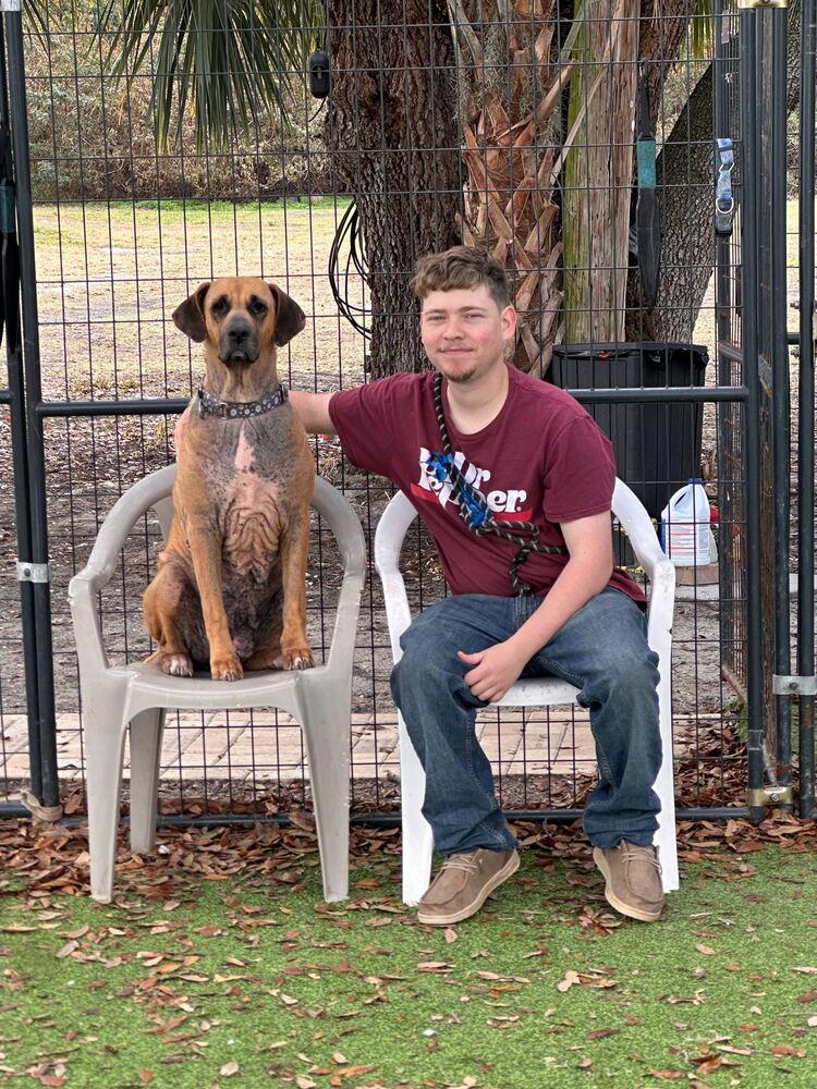 Enlarge Sky, a Adoptable mixed breed in Lakeland, FL image 1/6