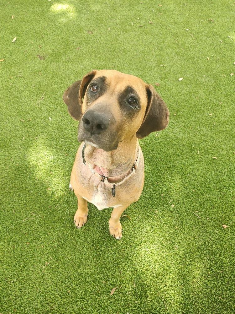 Sky, Adoptable, Adult Female Hound.