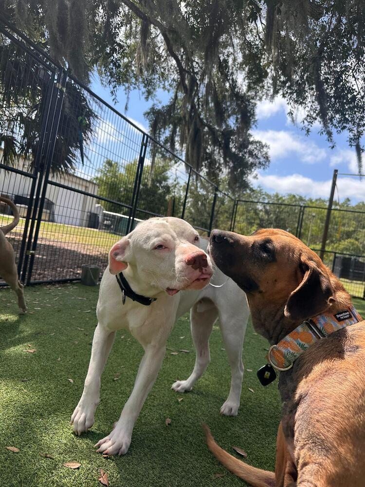 Enlarge Sky, a Adoptable mixed breed in Lakeland, FL image 2/6