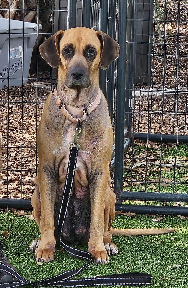Sky, a Adoptable mixed breed in Lakeland, FL image 2/5
