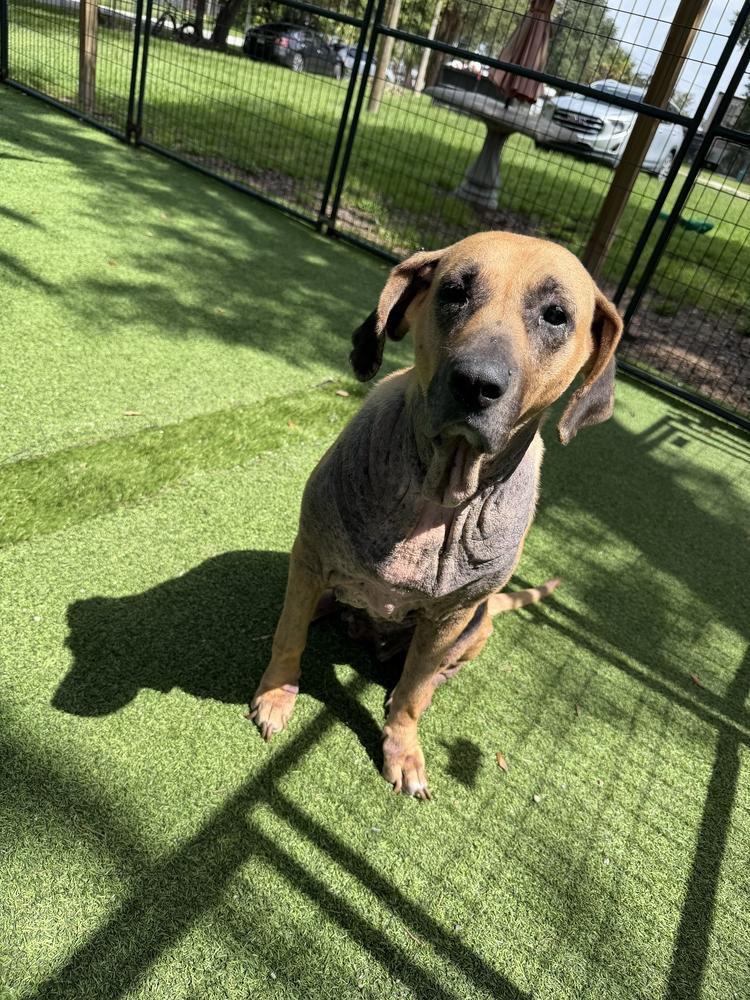 Sky, a Adoptable mixed breed in Lakeland, FL image 1/6