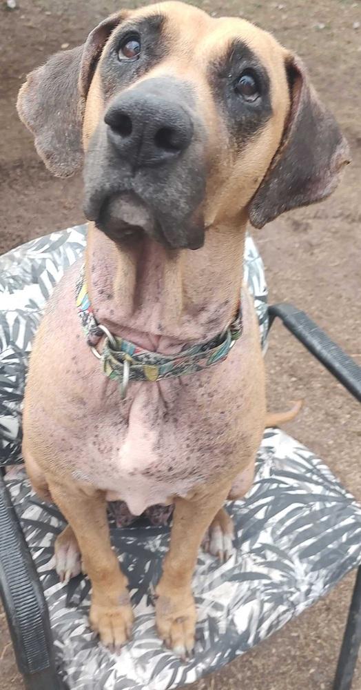 Sky, a Adoptable mixed breed in Lakeland, FL image 3/5