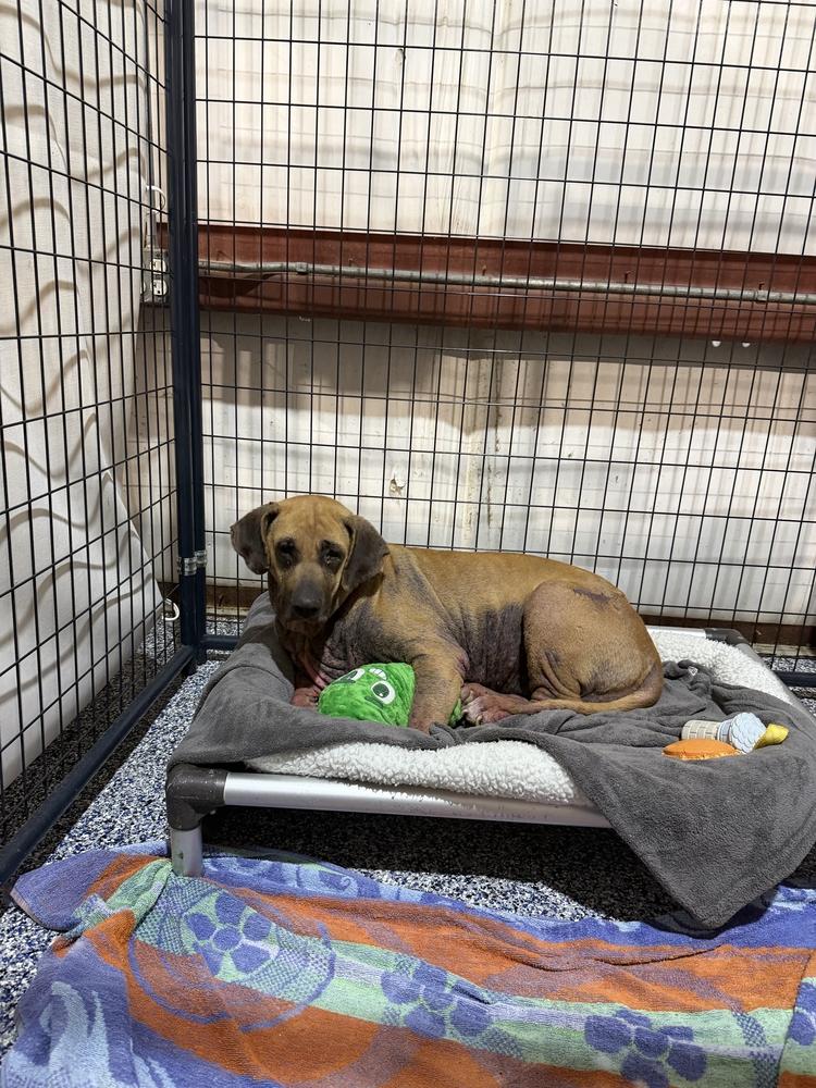 Sky, a Adoptable mixed breed in Lakeland, FL image 2/6