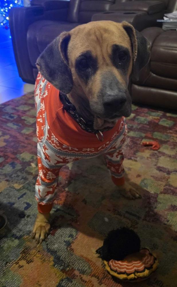 Enlarge Sky, a Adoptable mixed breed in Lakeland, FL image 4/6