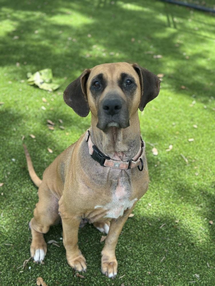 Sky, a Adoptable mixed breed in Lakeland, FL image 4/5