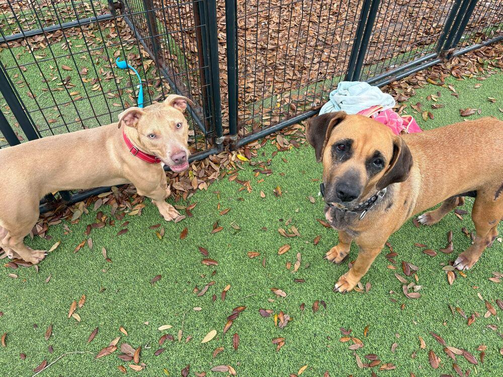 Enlarge Sky, a Adoptable mixed breed in Lakeland, FL image 5/6