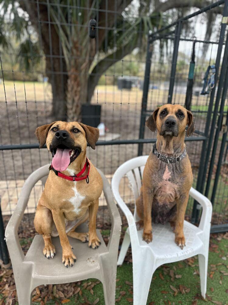 Enlarge Sky, a Adoptable mixed breed in Lakeland, FL image 5/6