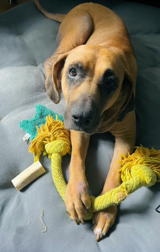 Sky, a Adoptable mixed breed in Lakeland, FL image 5/5