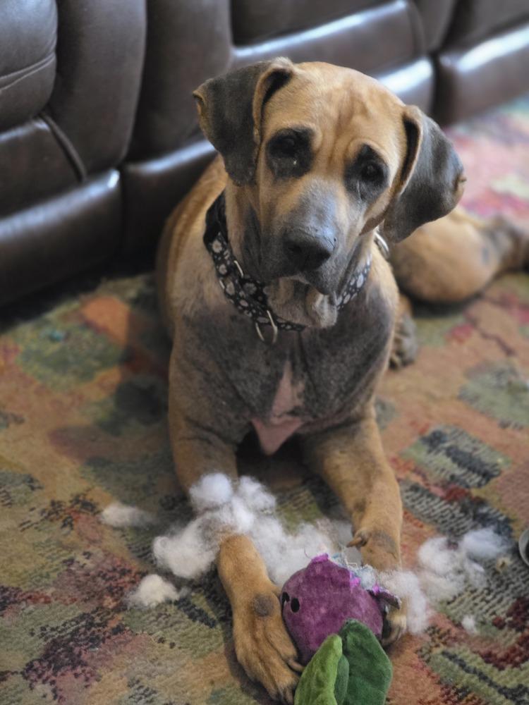 Enlarge Sky, a Adoptable mixed breed in Lakeland, FL image 5/5