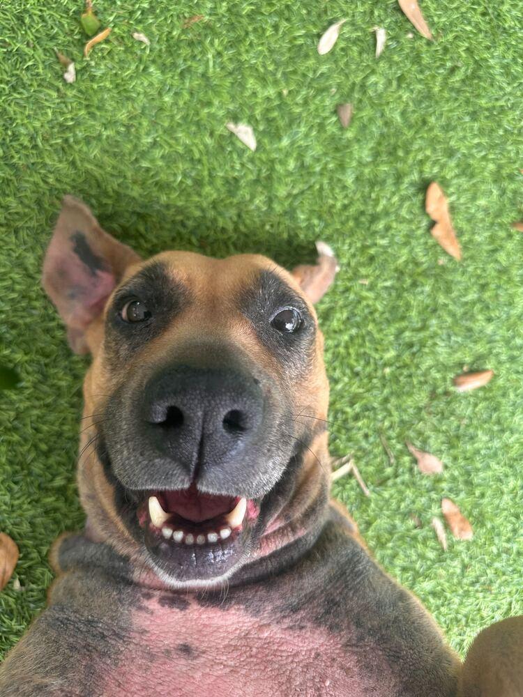 Enlarge Sky, a Adoptable mixed breed in Lakeland, FL image 6/6