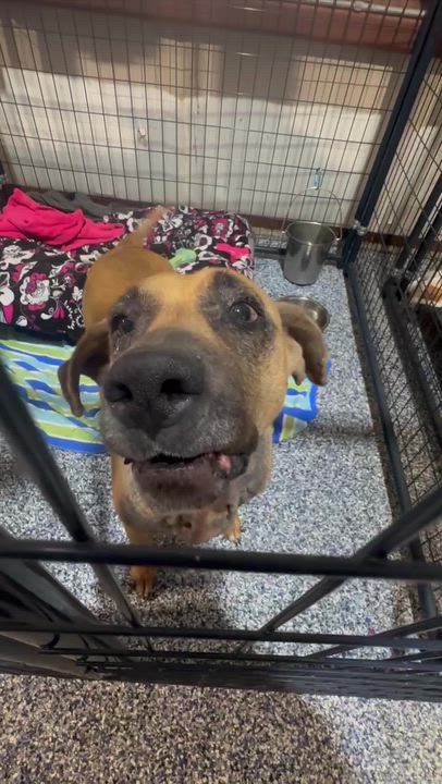 Enlarge Sky, a Adoptable mixed breed in Lakeland, FL video 6/6
