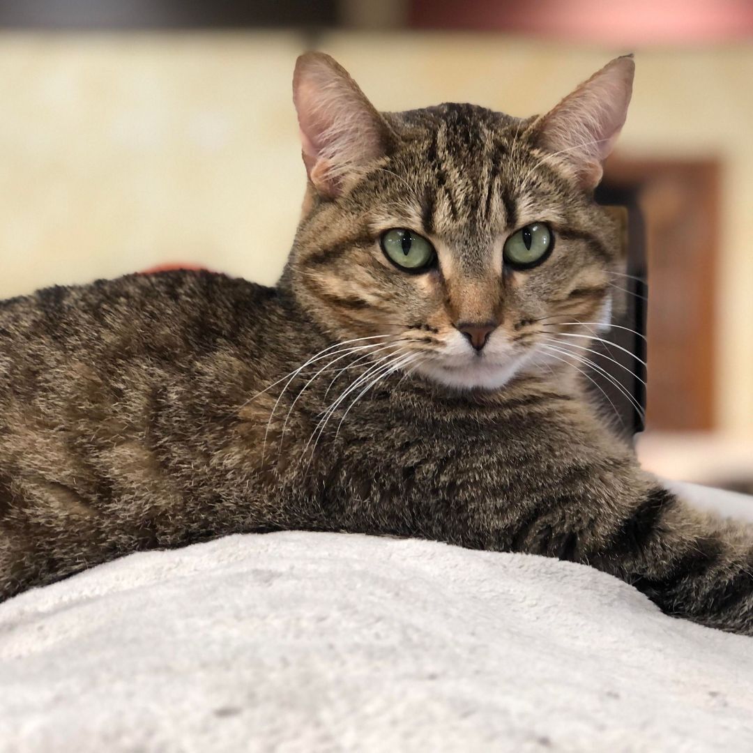 Enlarge Caroline, a Adoptable Domestic Short Hair in Crystal Lake, IL image 2/5