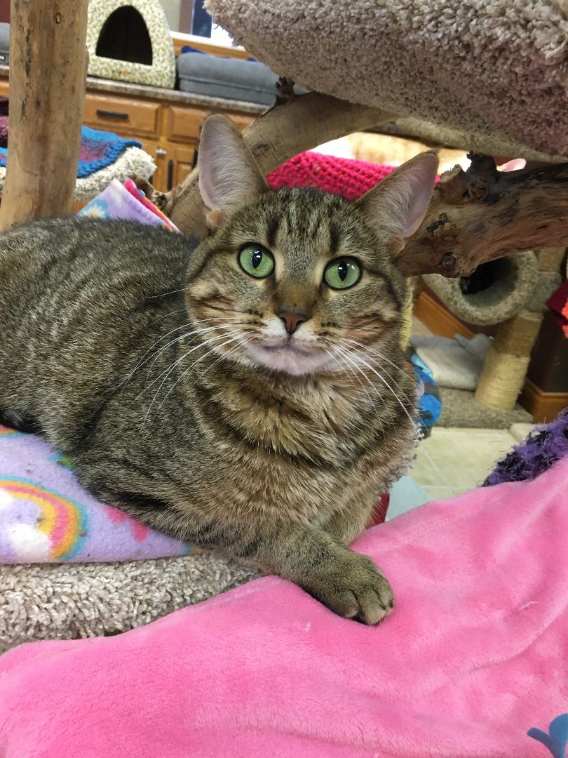 Caroline, an adoptable Domestic Short Hair in Crystal Lake, IL, 60012 | Photo Image 3
