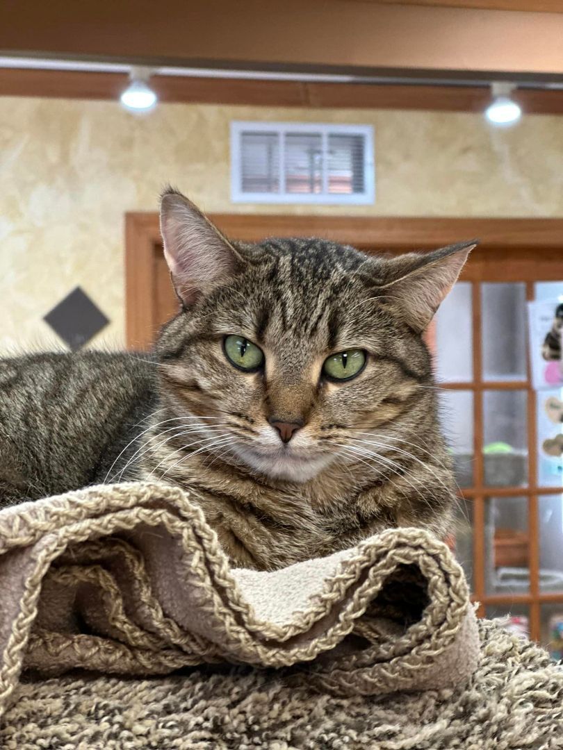 Caroline, an adoptable Domestic Short Hair in Crystal Lake, IL, 60012 | Photo Image 4