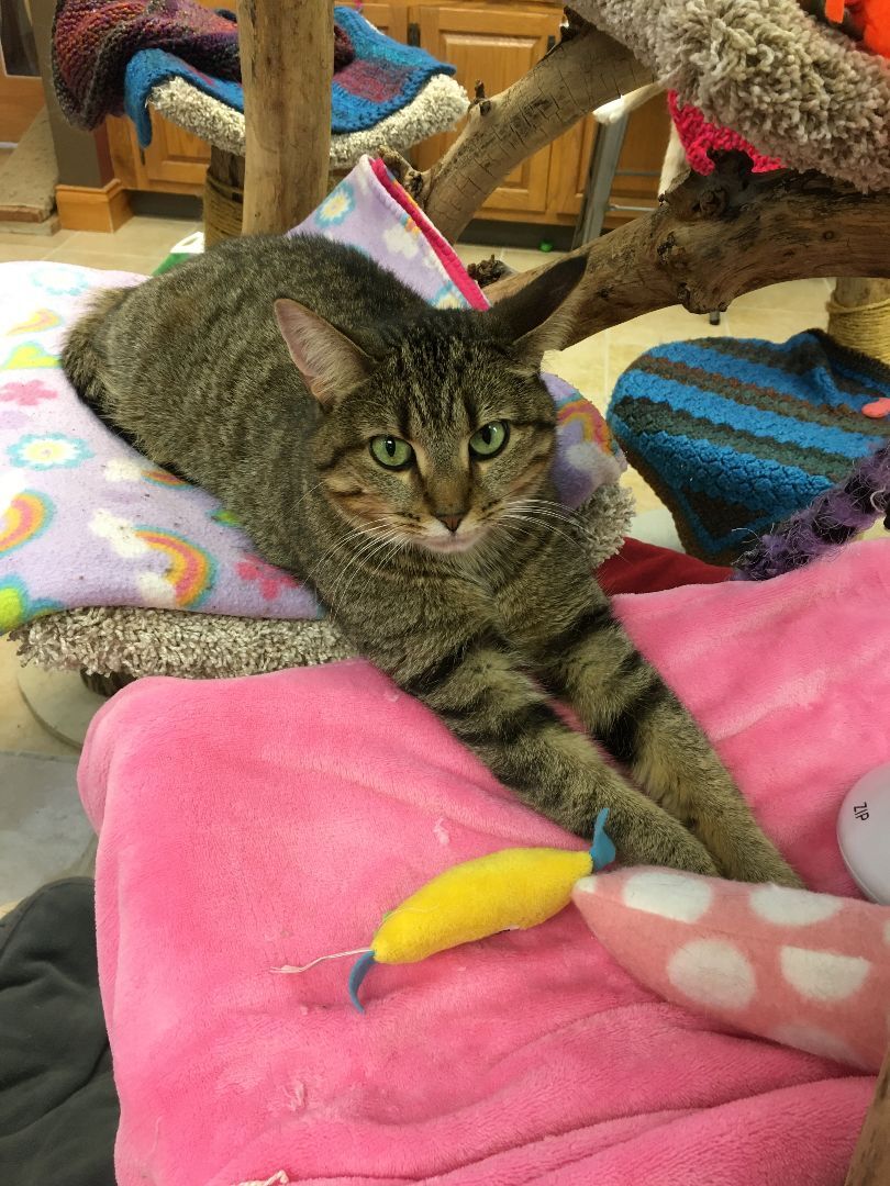 Enlarge Caroline, a Adoptable Domestic Short Hair in Crystal Lake, IL image 4/5