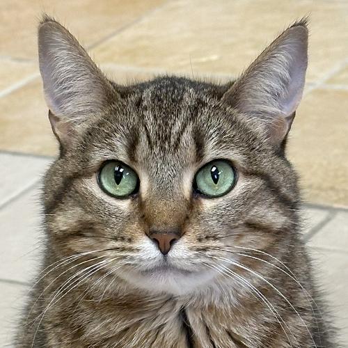 Caroline, Adoptable, Adult Female Domestic Short Hair.