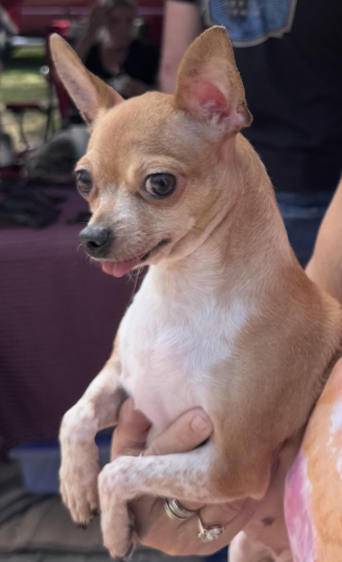 Enlarge Mel, a Adopted Chihuahua in Forney, TX image 2/2