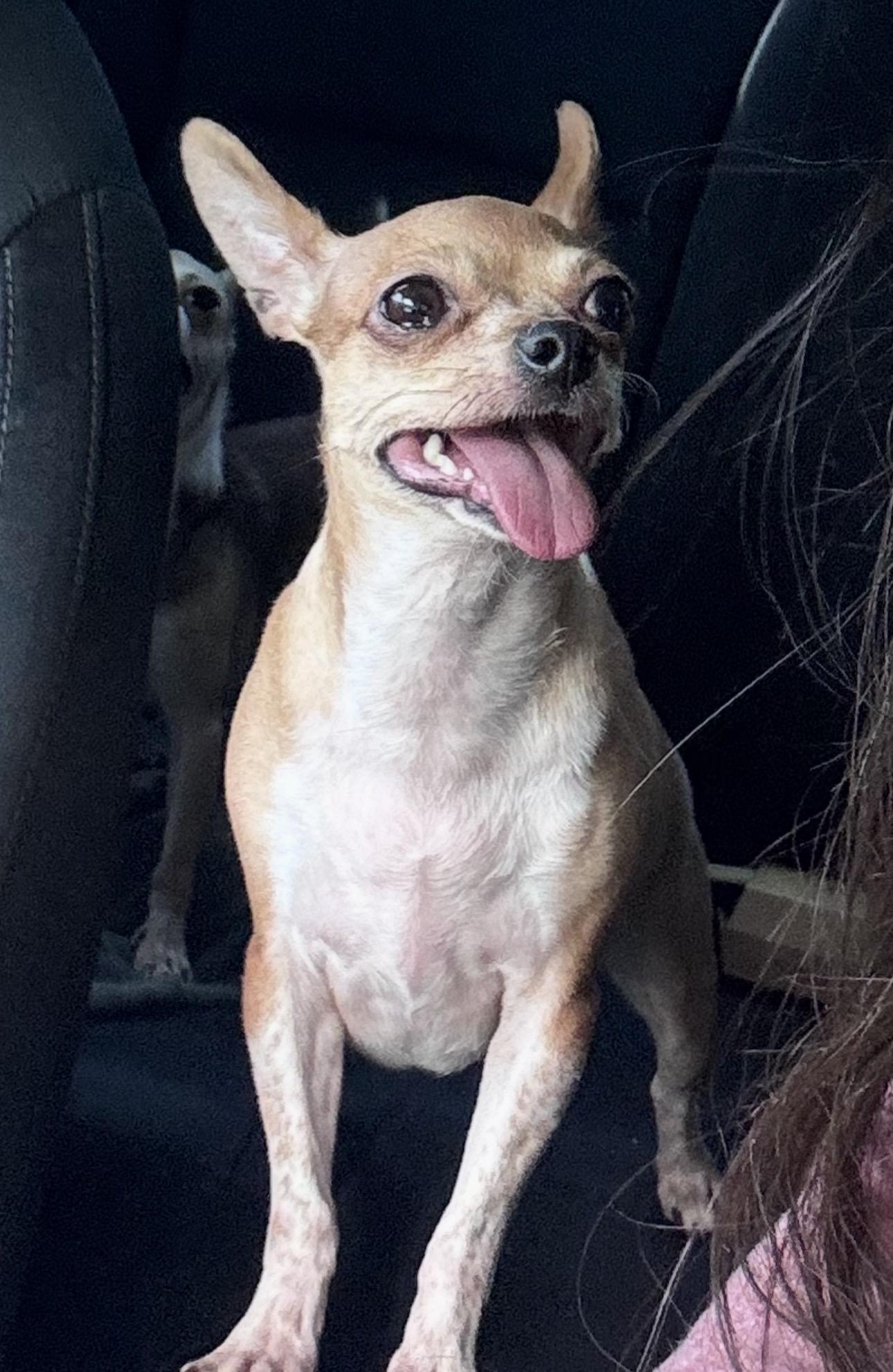 Enlarge Mel, a Adopted Chihuahua in Forney, TX image 1/2