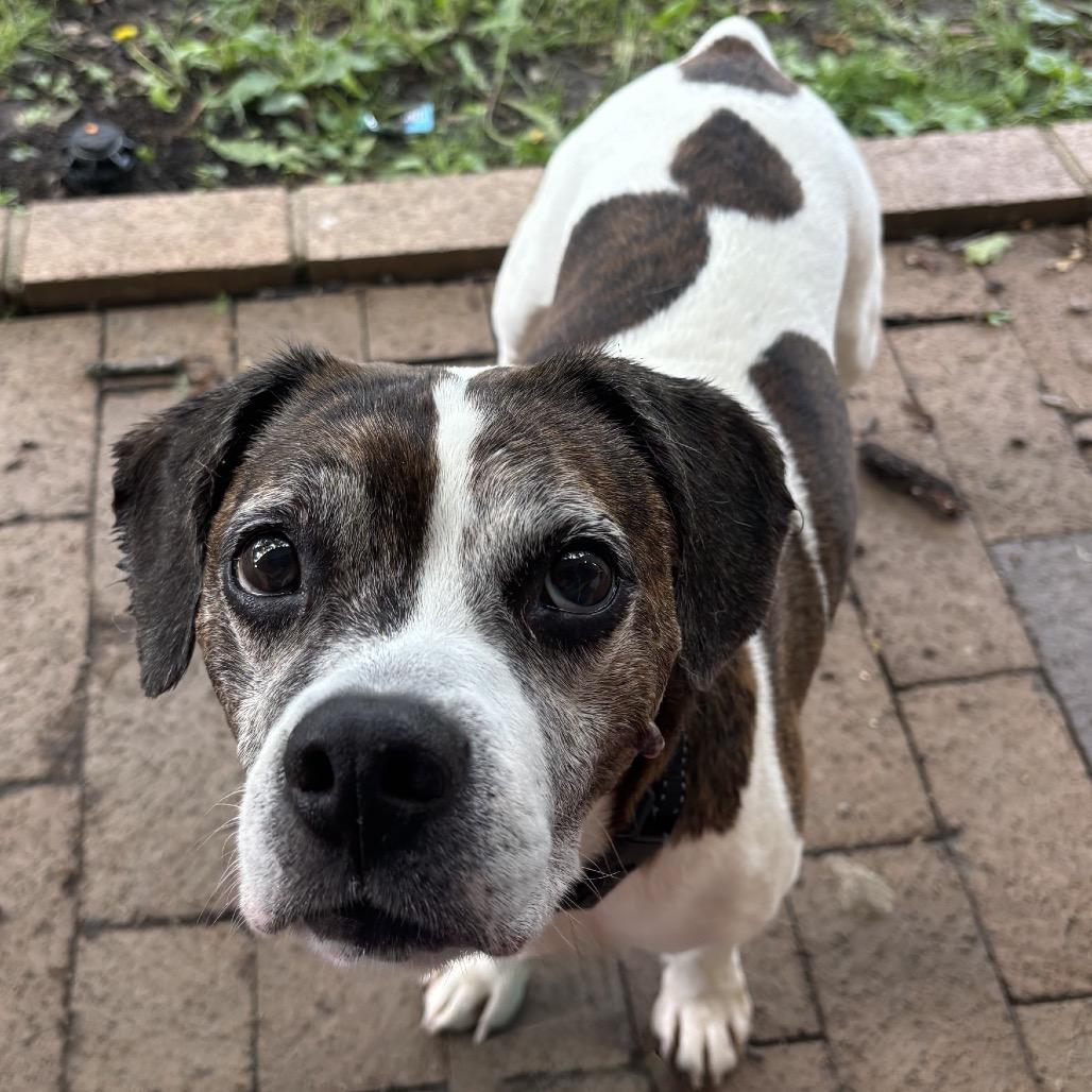 Scrappy, a Adoptable Mixed Breed in Hinsdale, IL image 1/3