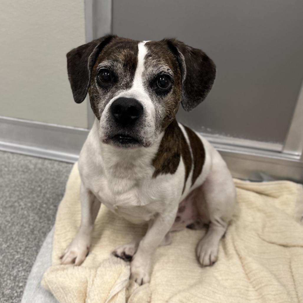Scrappy, a Adoptable Mixed Breed in Hinsdale, IL image 2/3
