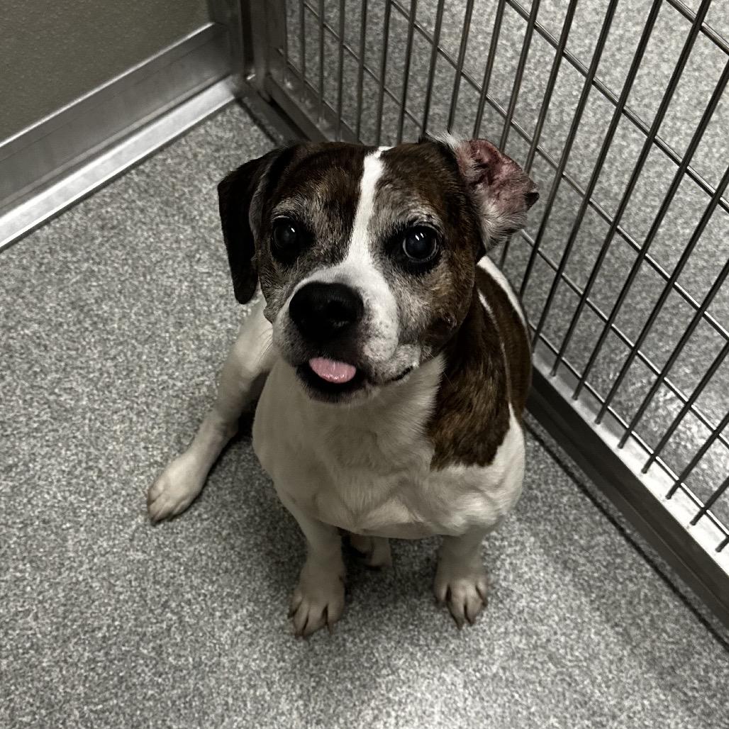 Scrappy, a Adoptable Mixed Breed in Hinsdale, IL image 3/3