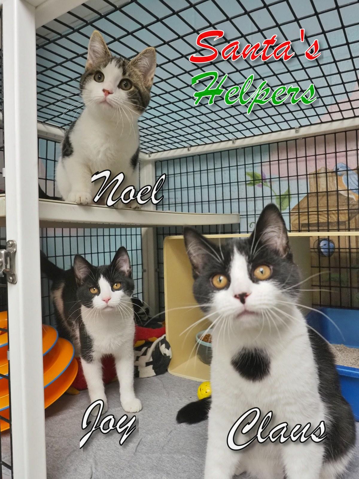 Noel, Joy, & Claus, adopted, Young Male Domestic Short Hair.