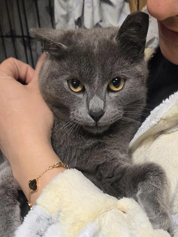 Enlarge Edmund , an adopted Domestic Short Hair in Fairfax, VA image 1/5