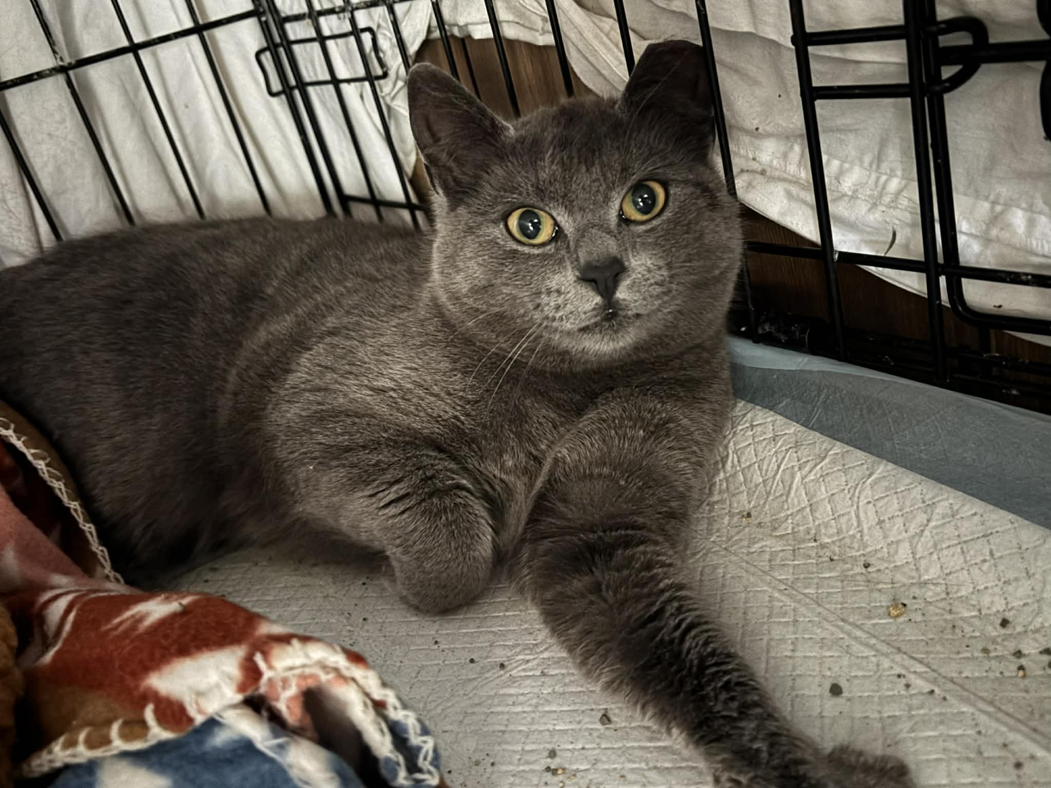 Enlarge Edmund , an adopted Domestic Short Hair in Fairfax, VA image 2/5