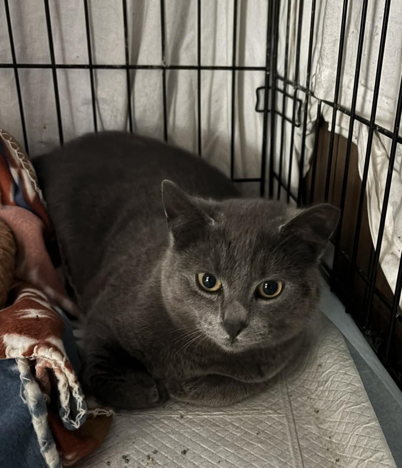 Enlarge Edmund , an adopted Domestic Short Hair in Fairfax, VA image 4/5