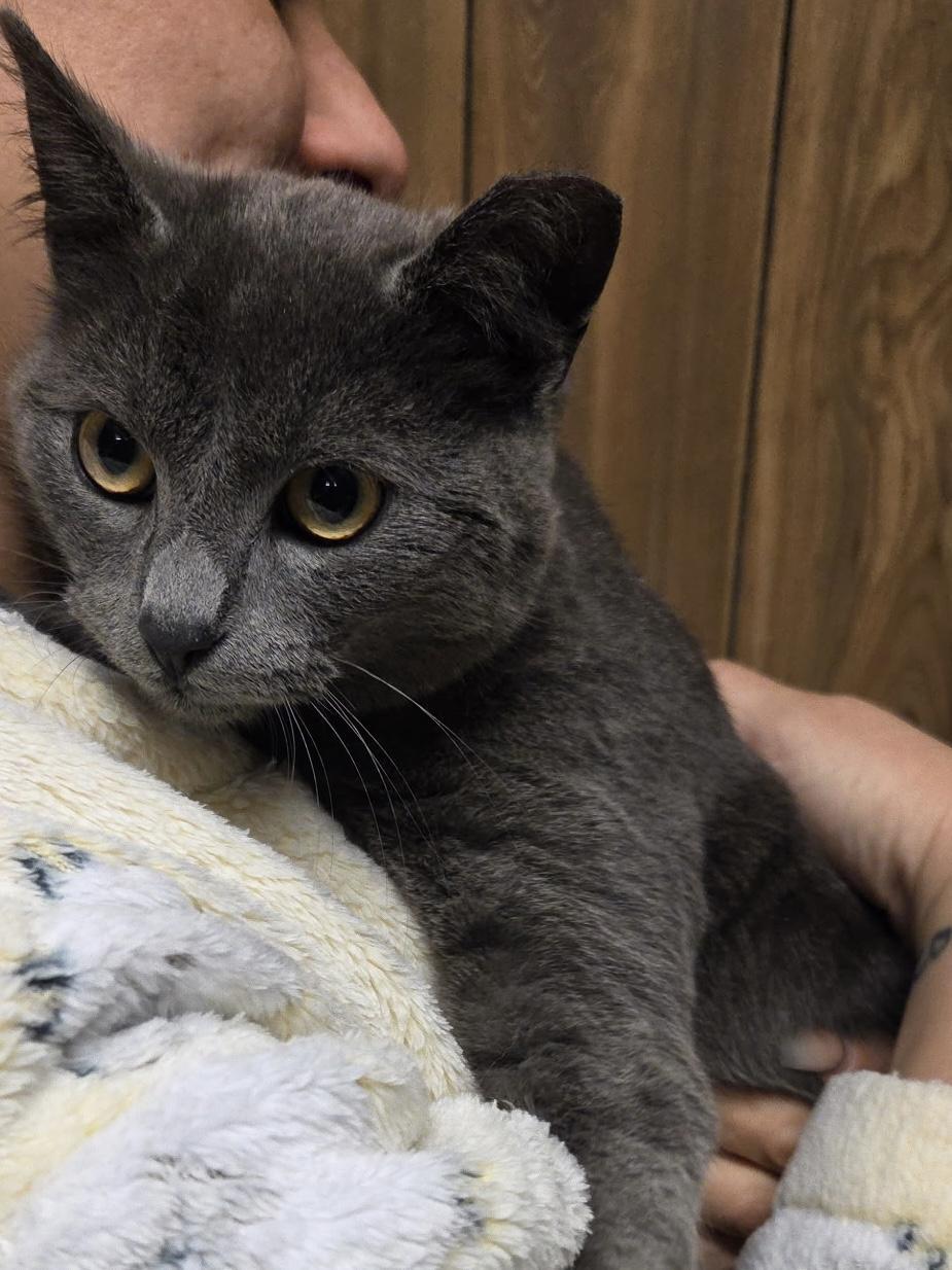 Enlarge Edmund , an adopted Domestic Short Hair in Fairfax, VA image 3/5