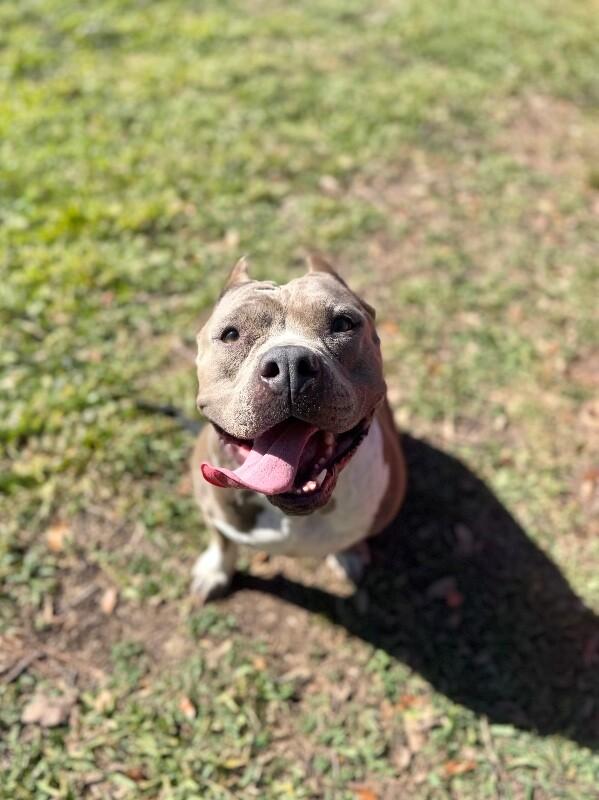 Enlarge Faith Cuddles, a Adoptable mixed breed in Friendswood, TX image 1/6