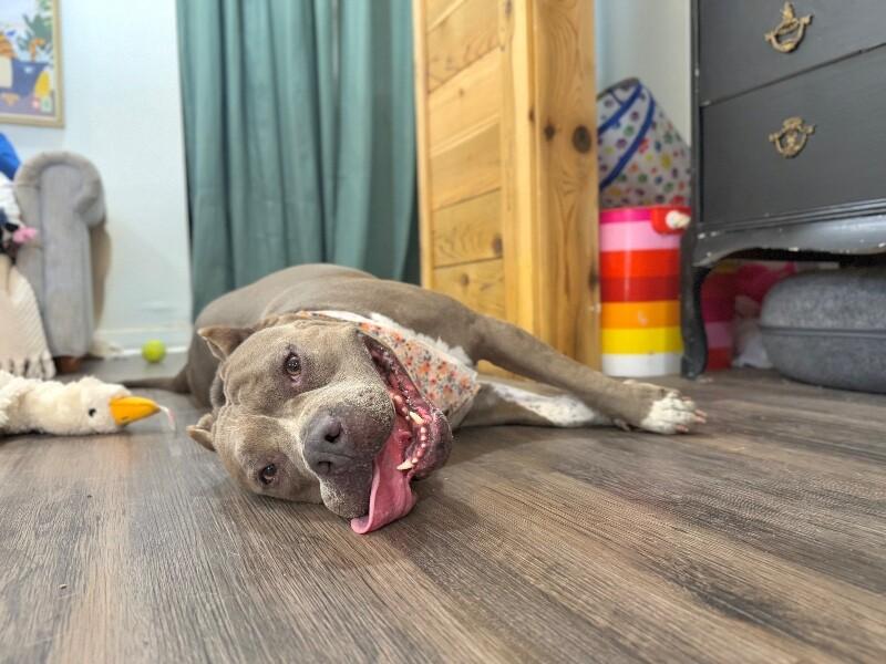 Enlarge Faith Cuddles, a Adoptable mixed breed in Friendswood, TX image 2/6