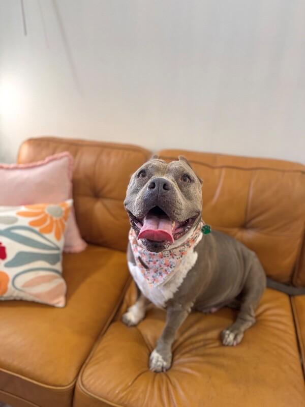 Enlarge Faith Cuddles, a Adoptable mixed breed in Friendswood, TX image 3/6