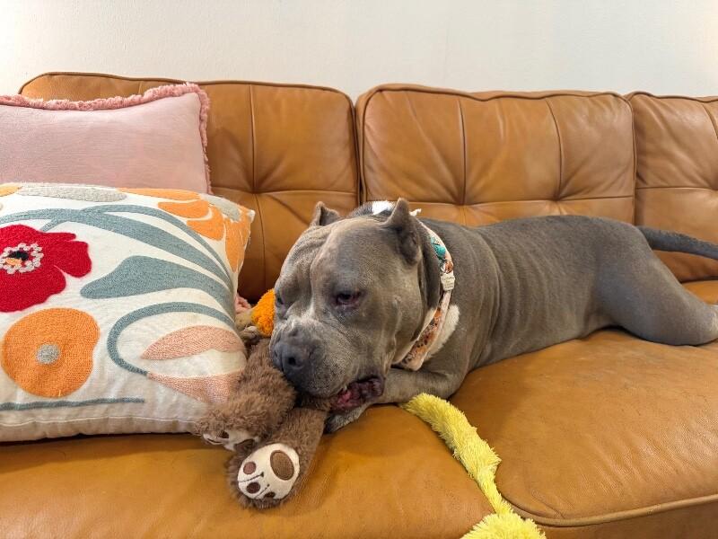 Enlarge Faith Cuddles, a Adoptable mixed breed in Friendswood, TX image 4/6