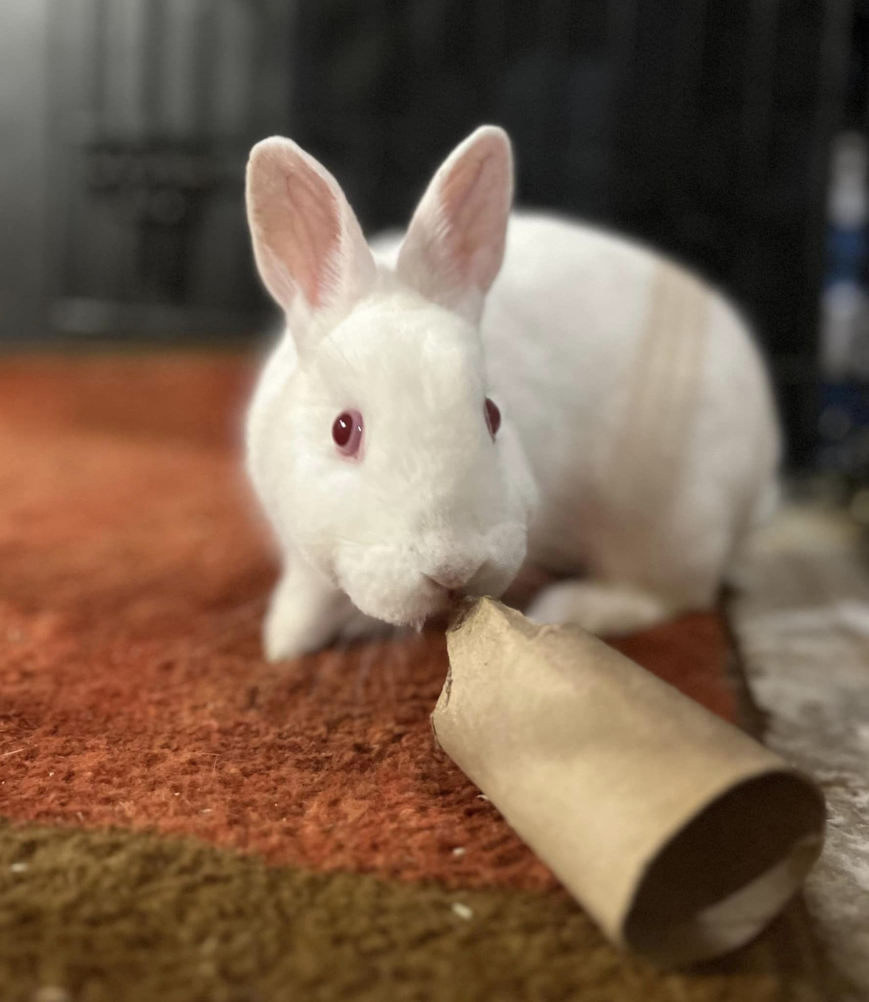 Biscuit, a Adopted mixed breed in Rixeyville, VA image 1/2