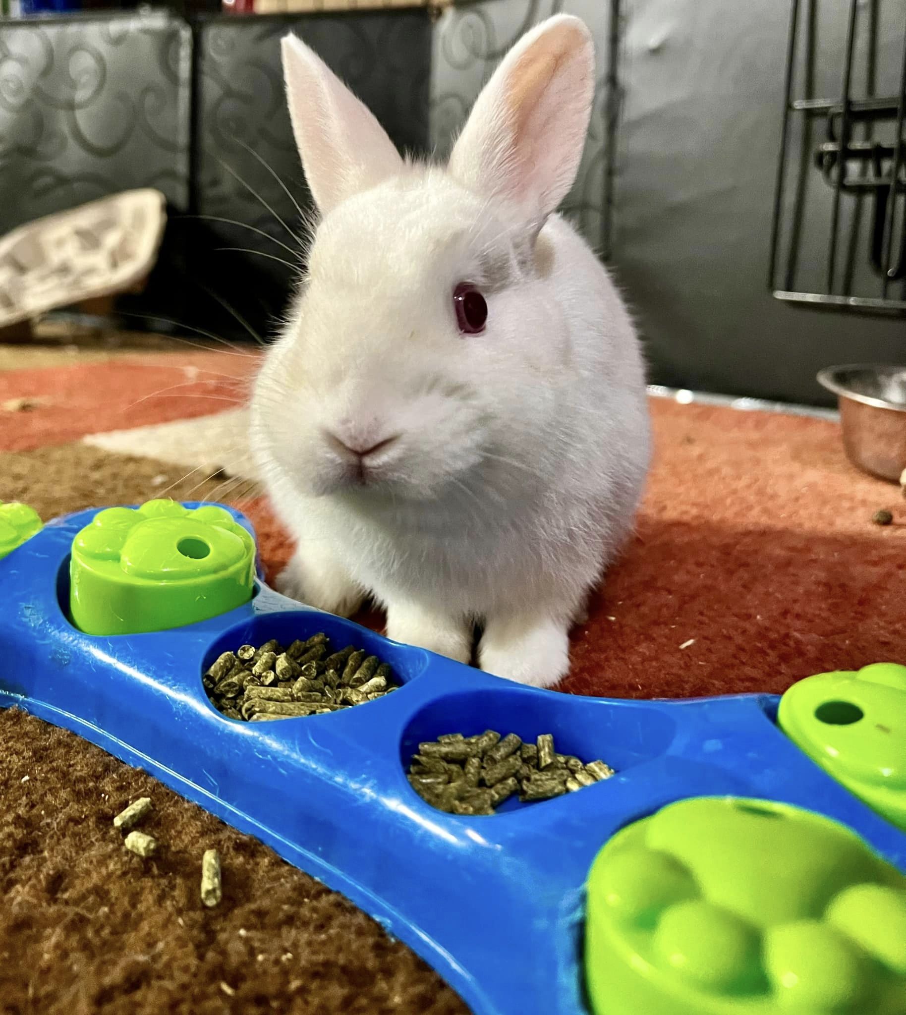 Biscuit, a Adopted mixed breed in Rixeyville, VA image 2/2