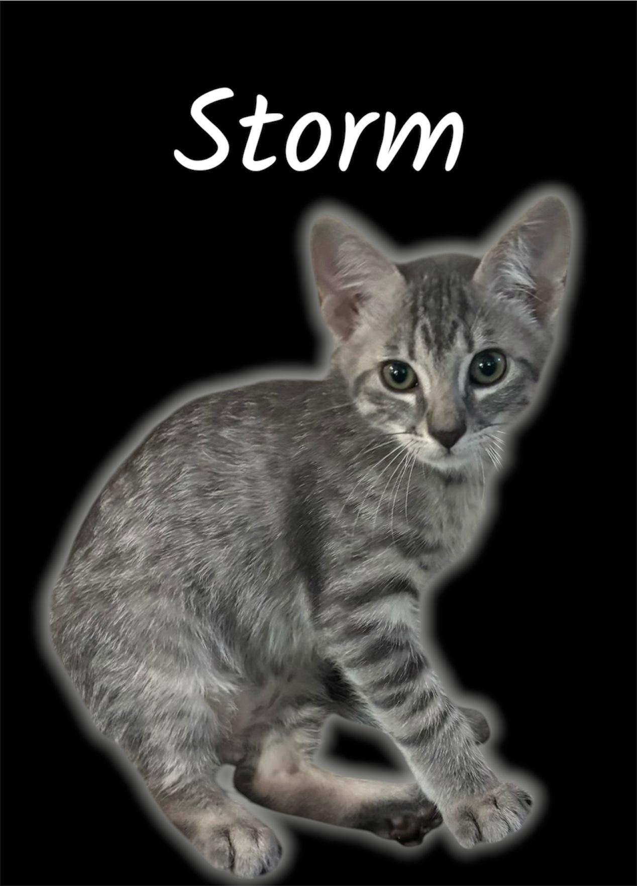 Storm, Adoptable, Kitten Male Domestic Short Hair.