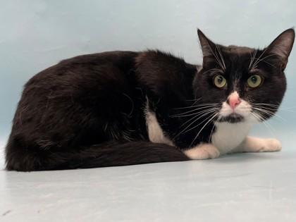 Enlarge Steve, a Adoptable mixed breed in Coon Rapids, MN image 1/1