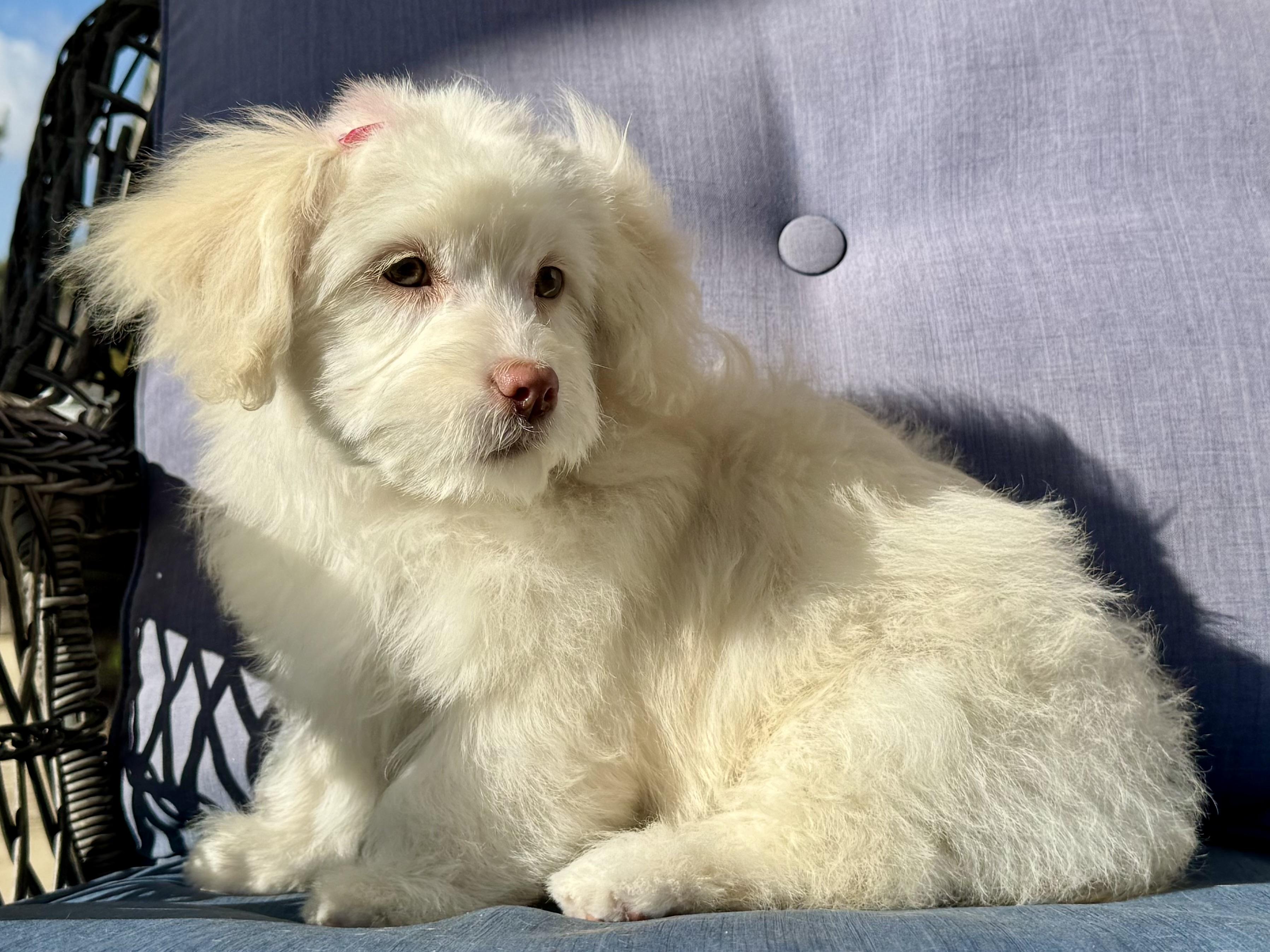 Enlarge Faith , an adopted mixed breed in ontario, CA image 6/6