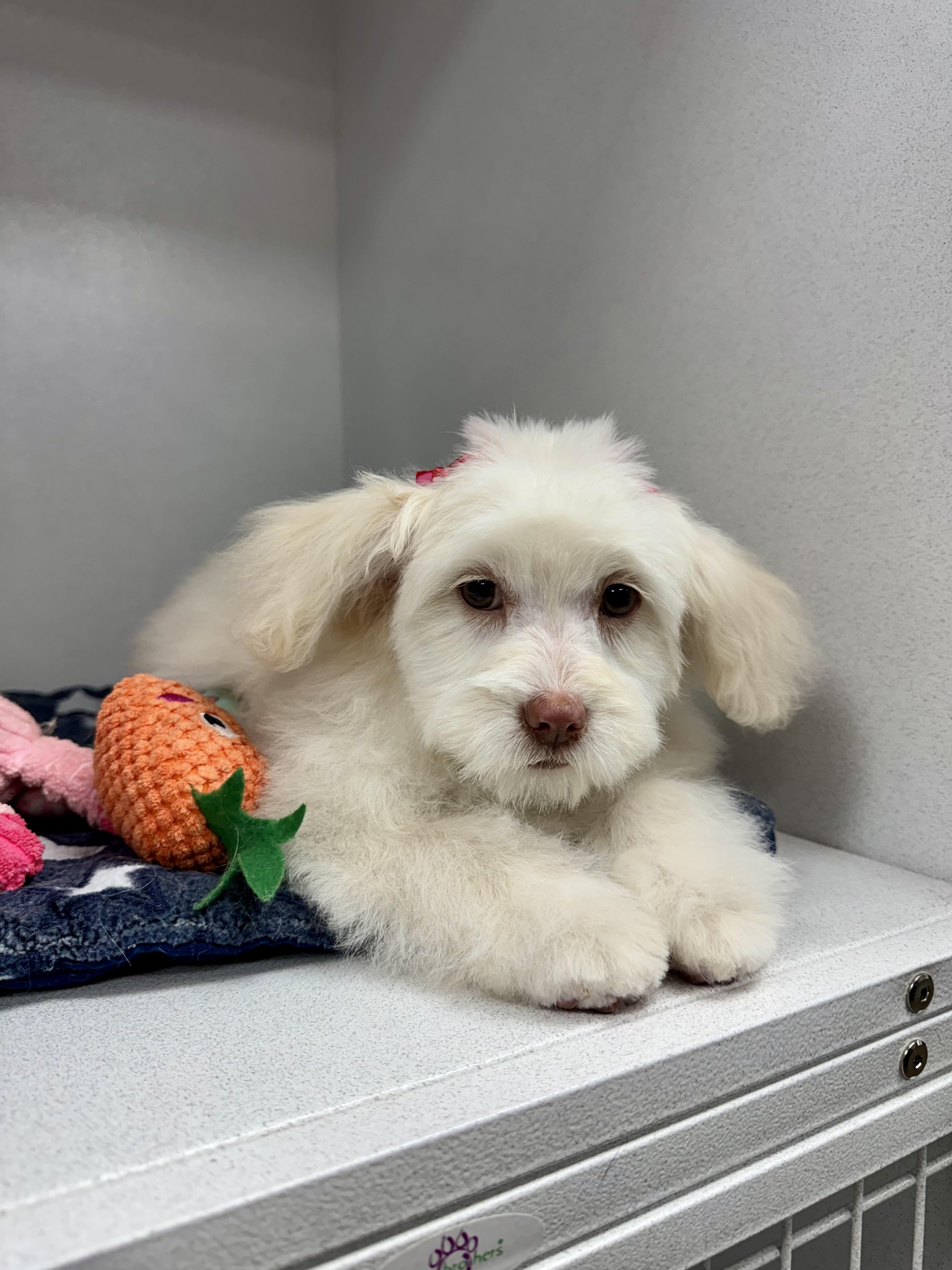 Enlarge Faith , an adopted mixed breed in ontario, CA image 4/6