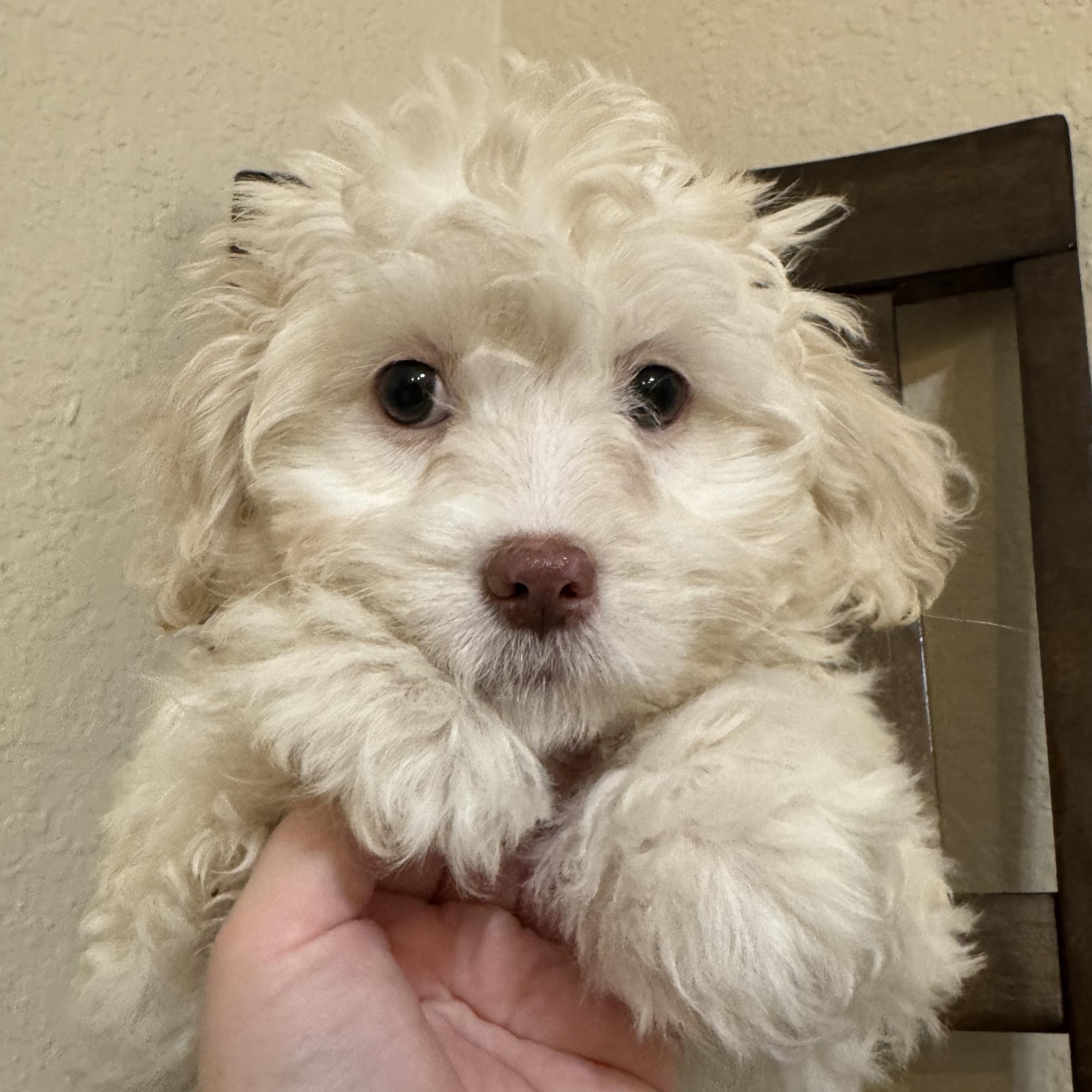 Faith , ADOPTABLE, Puppy Female Maltipoo.