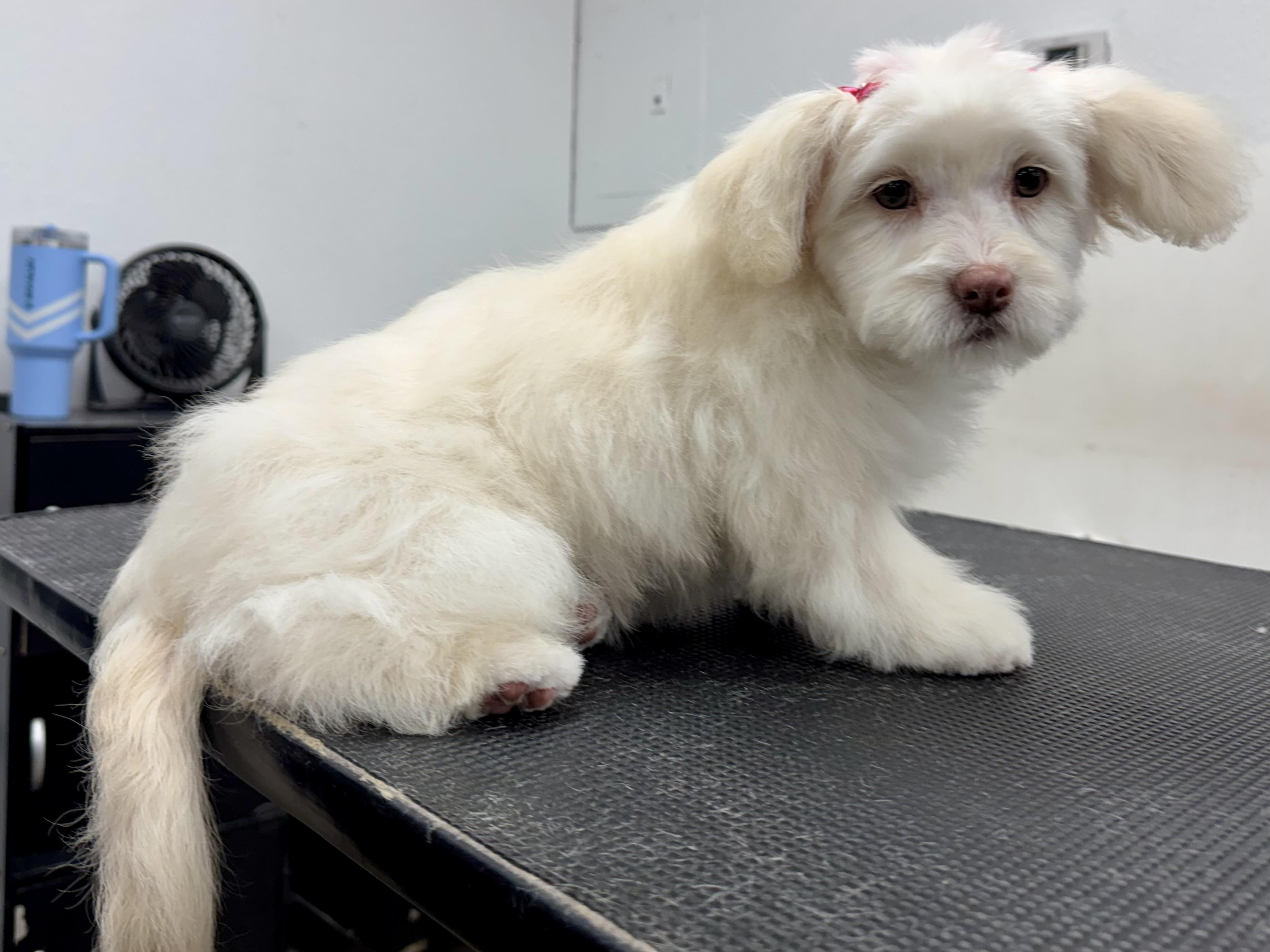 Enlarge Faith , an adopted mixed breed in ontario, CA image 5/6