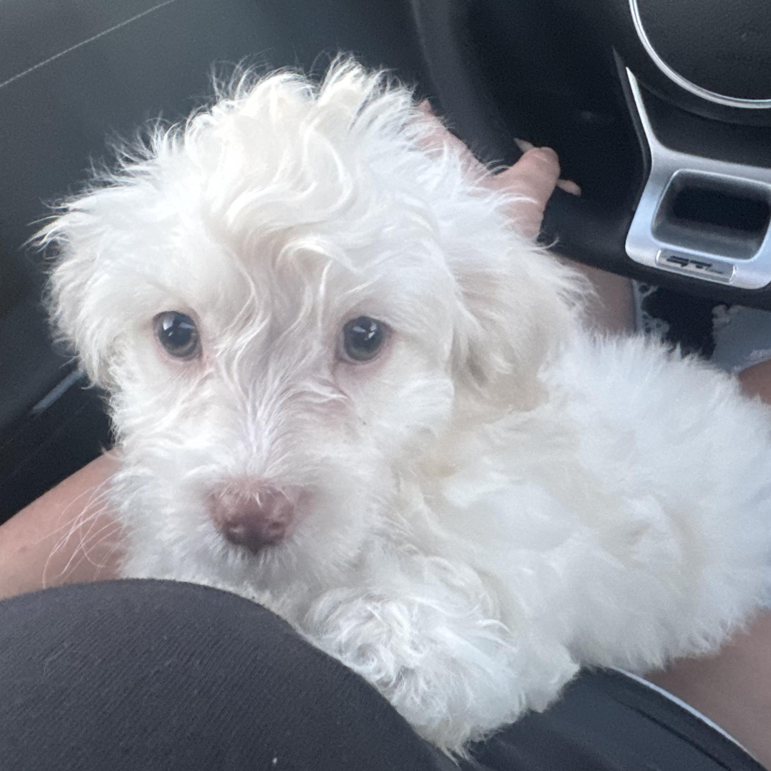 Enlarge Faith , a ADOPTABLE Maltipoo in ontario, CA image 2/4