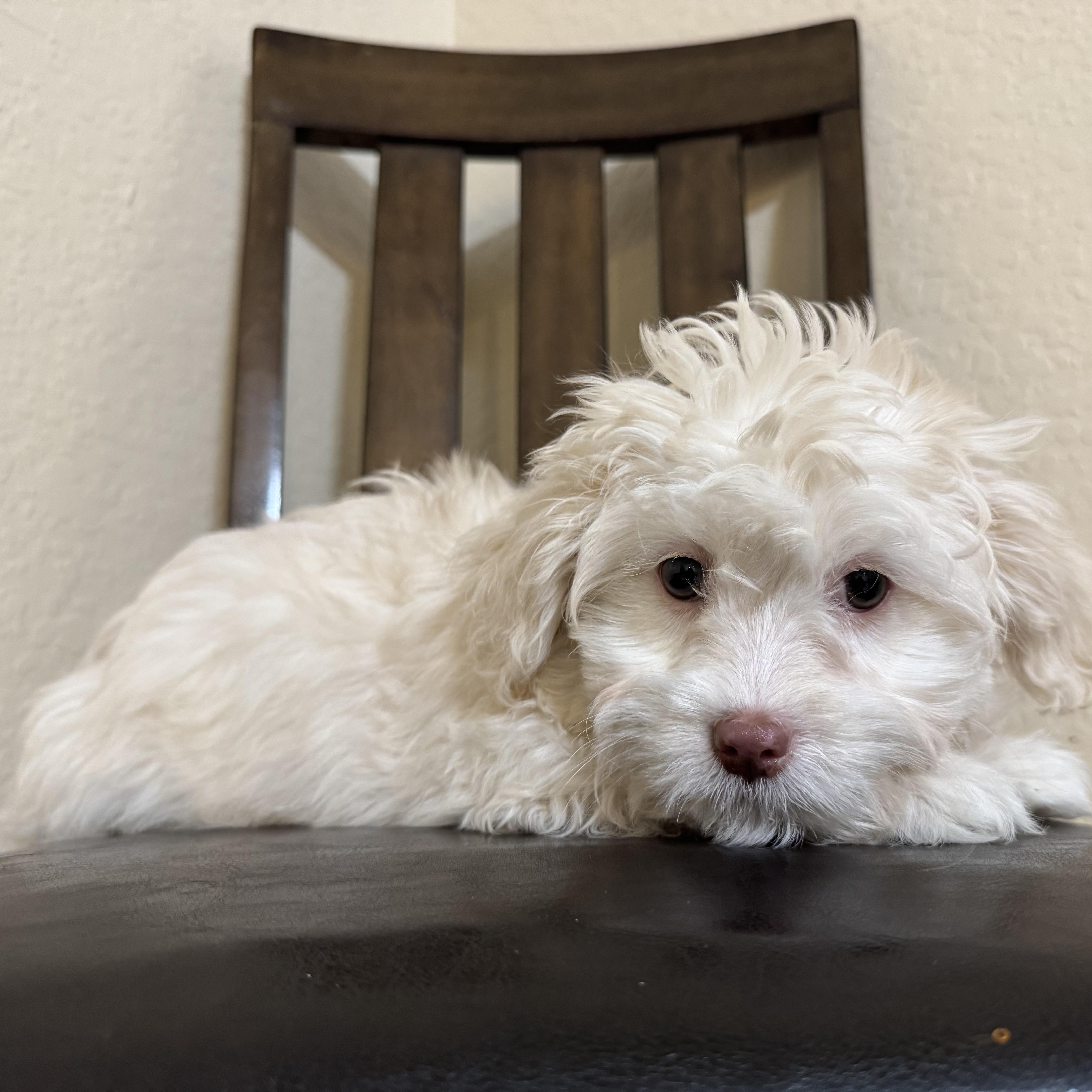 Enlarge Faith , a ADOPTABLE Maltipoo in ontario, CA image 3/4