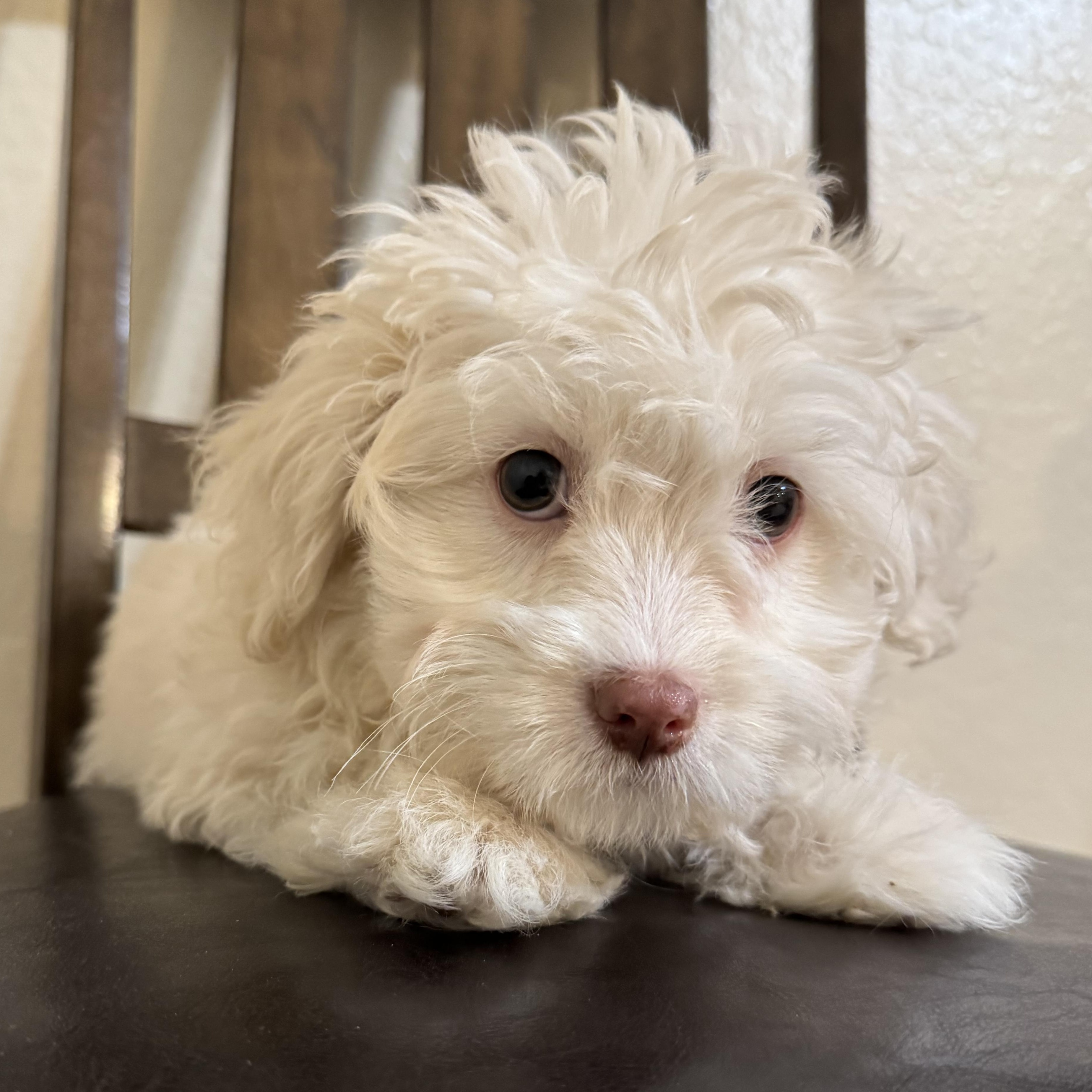 Enlarge Faith , a ADOPTABLE Maltipoo in ontario, CA image 4/4