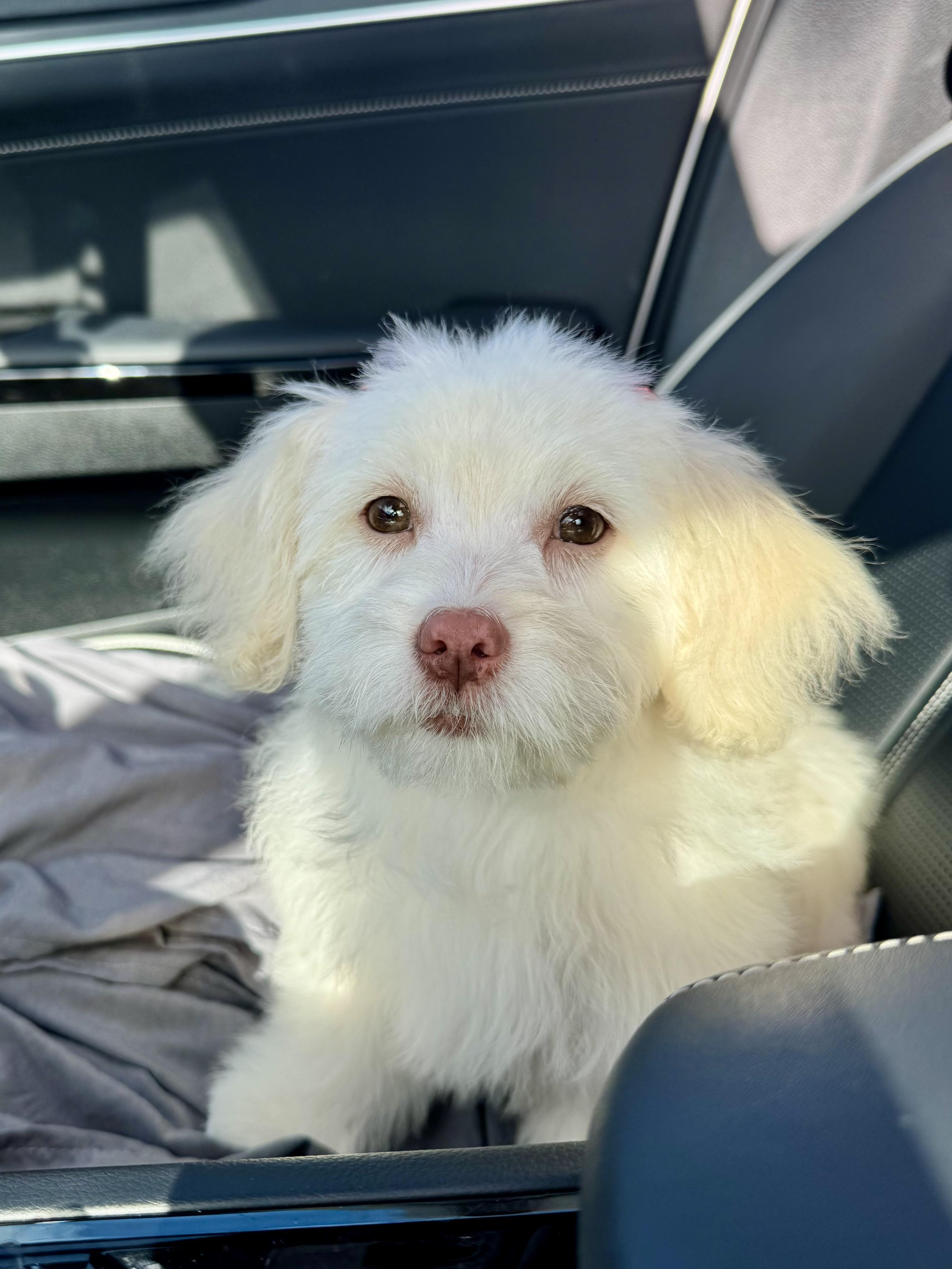 Enlarge Faith , an adopted mixed breed in ontario, CA image 2/6