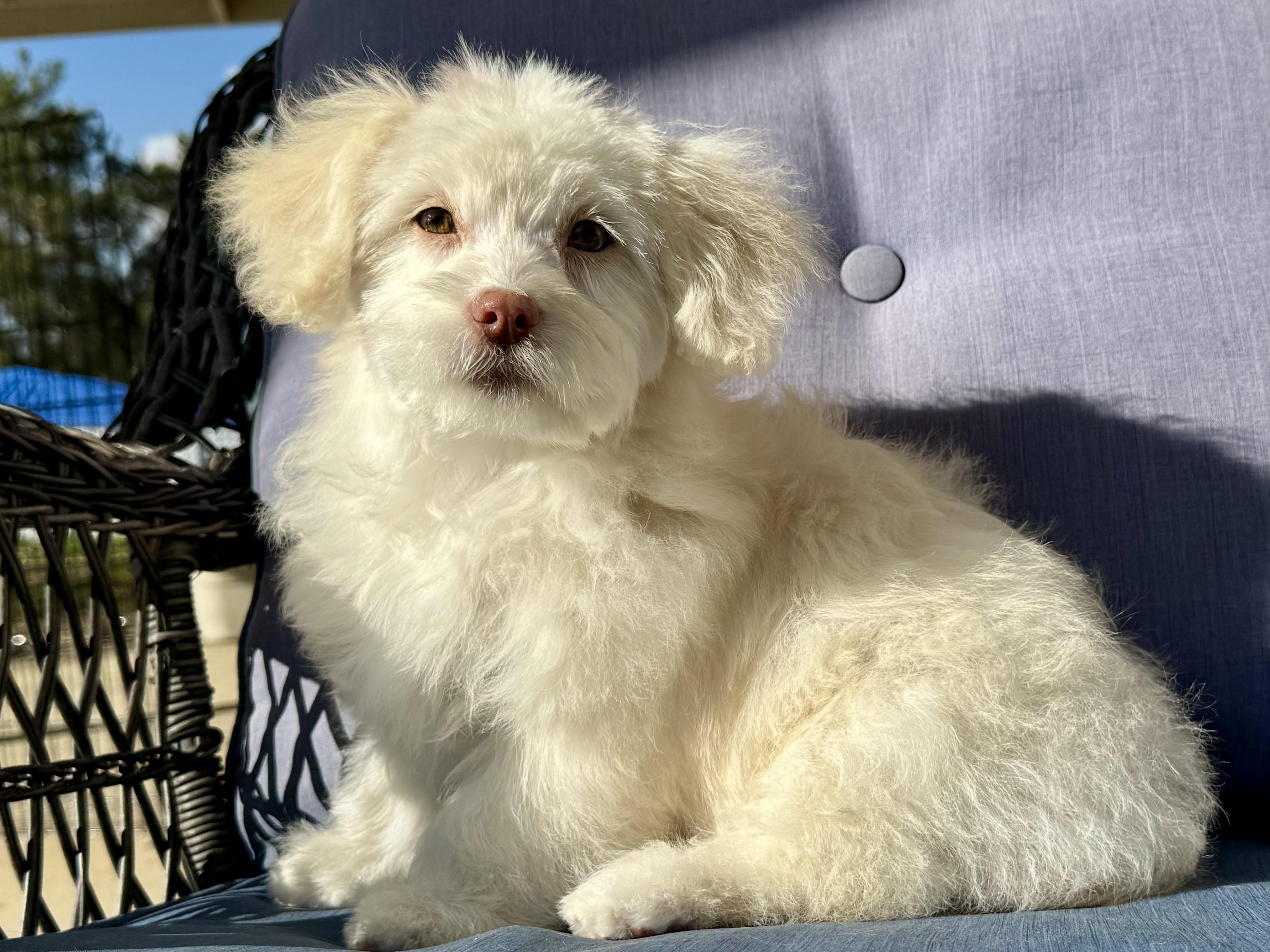 Enlarge Faith , an adopted mixed breed in ontario, CA image 1/6