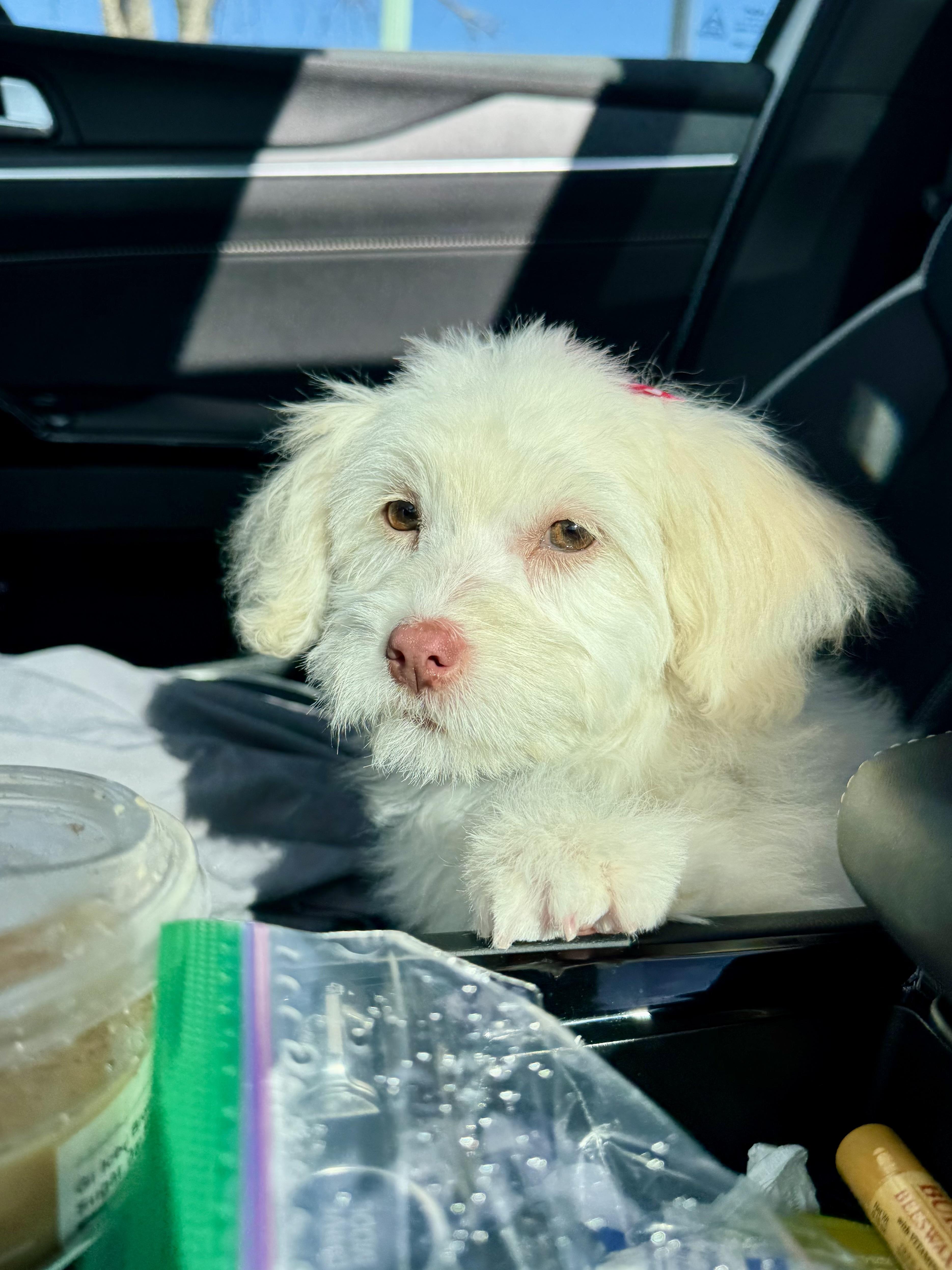 Enlarge Faith , an adopted mixed breed in ontario, CA image 3/6